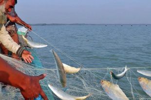 Ilish