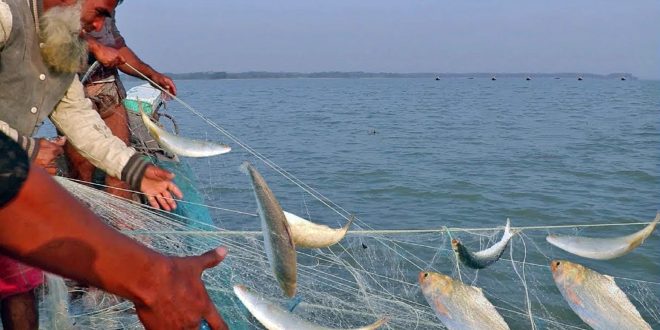 Ilish