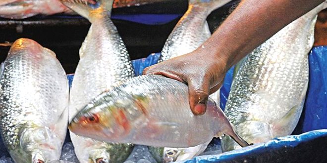ইলিশ মাছ