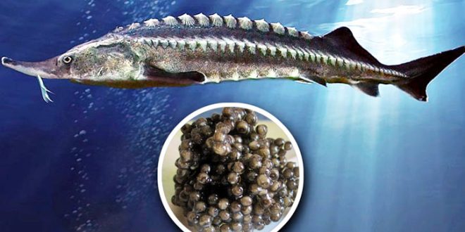Fish