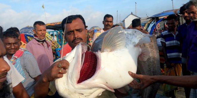 Fish