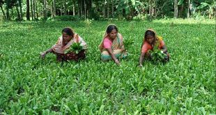 বিলেতি ধনে পাতা