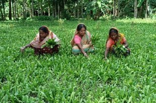 বিলেতি ধনে পাতা