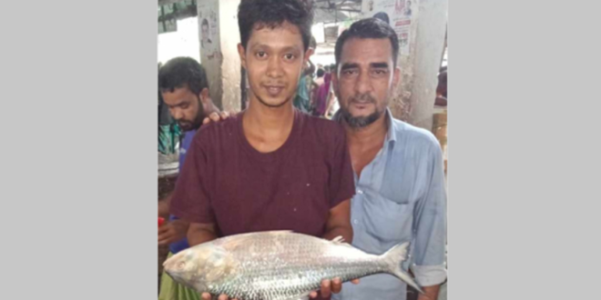 ইলিশ