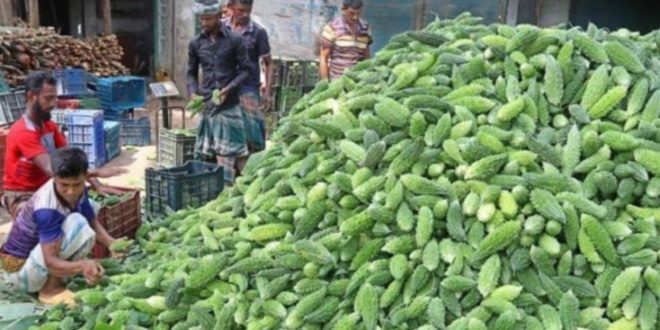 করলার দ্বিগুণ ফলন