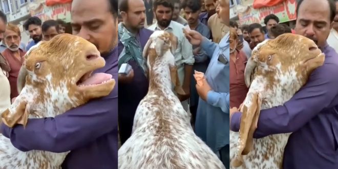 ছাগল