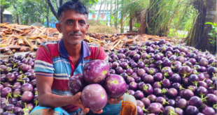 তাল বেগুন