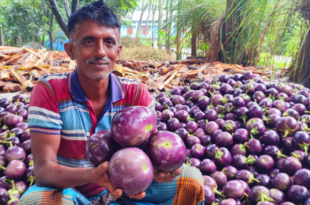 তাল বেগুন