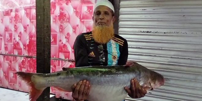পাঙাশ