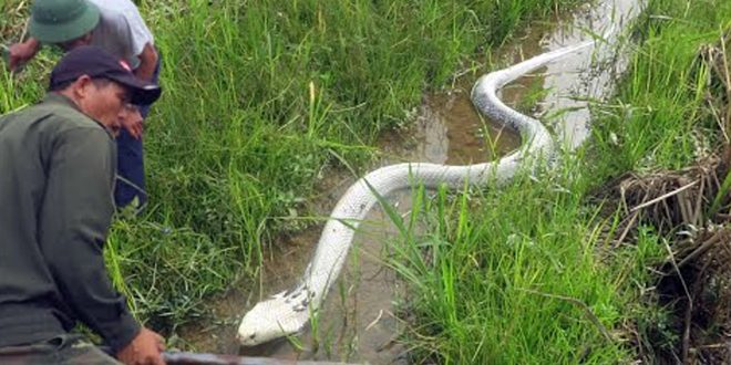 সাপ