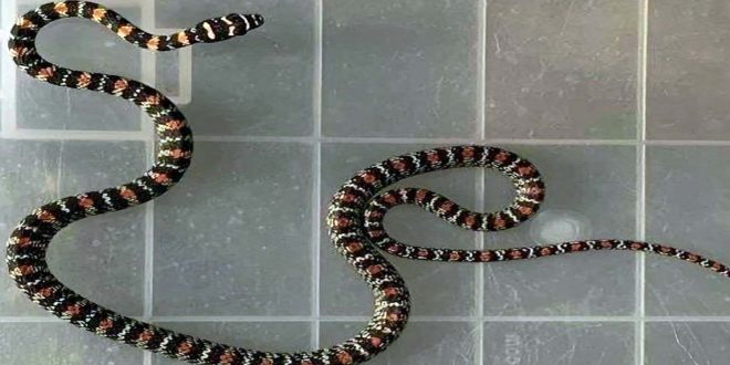 সাপ