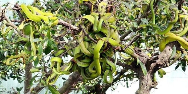সাপ