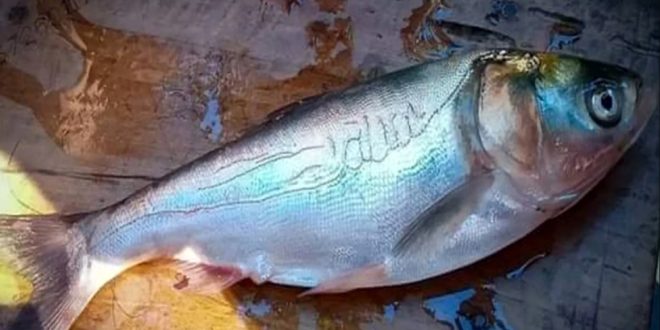 Fish