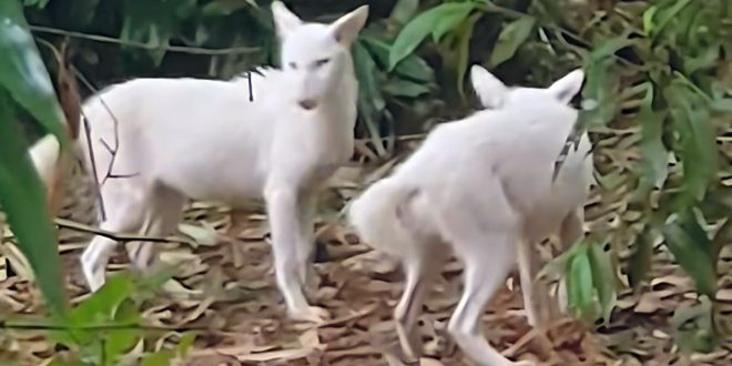 white_jackal