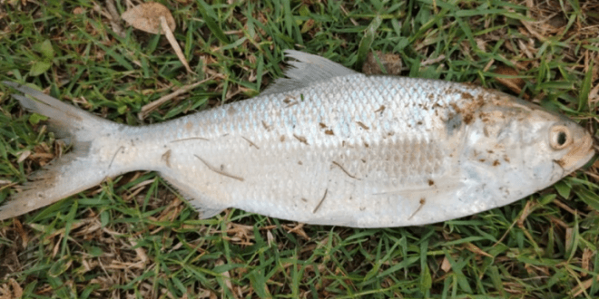 রুপালি ইলিশ