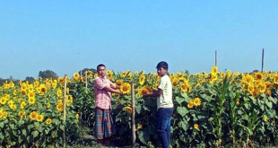 সূর্যমুখীর হাসি