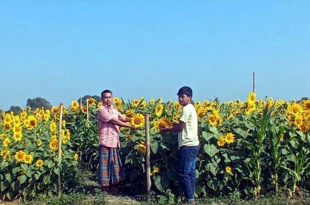 সূর্যমুখীর হাসি