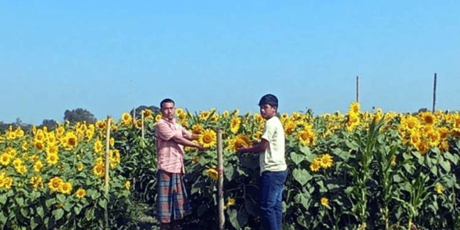 সূর্যমুখীর হাসি