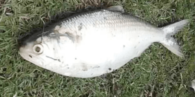 ilish