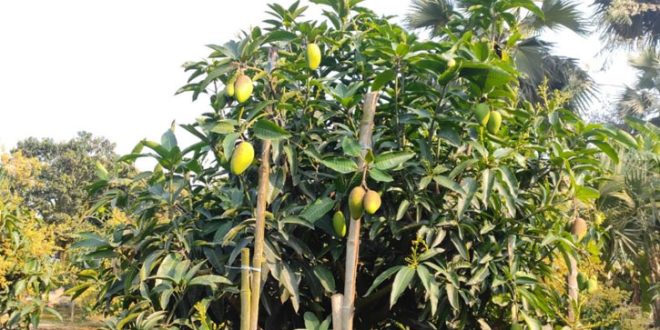 mango