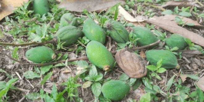 mango