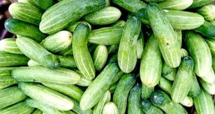 Cucumber