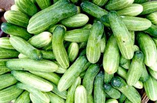 Cucumber