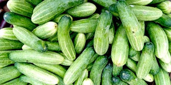 Cucumber