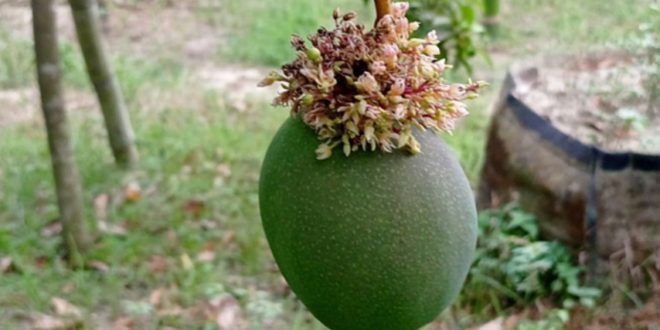 mango