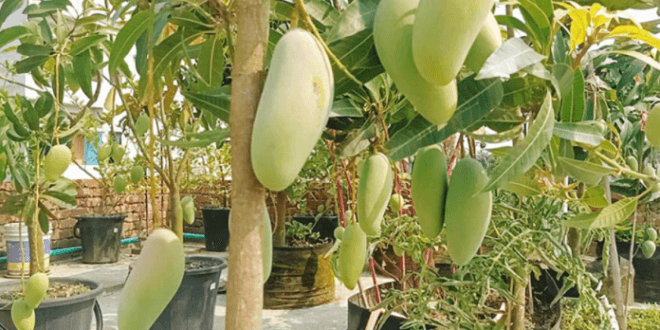 mango