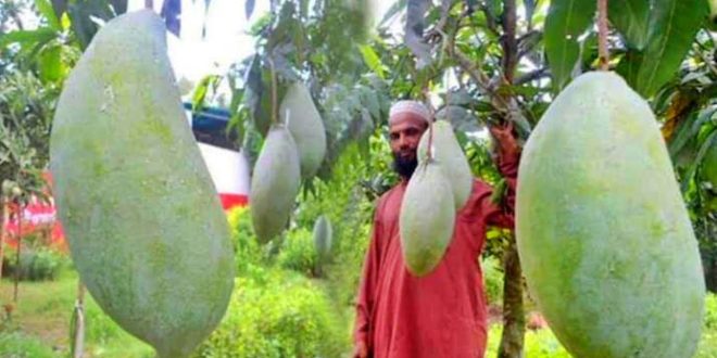 mango