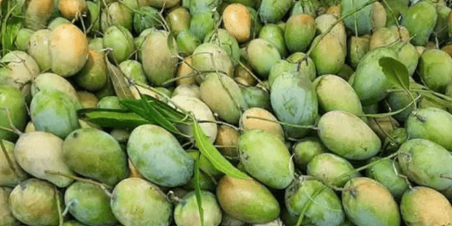 mango