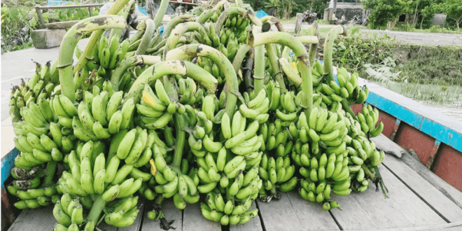 Banana