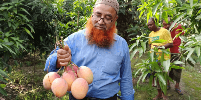 Mango