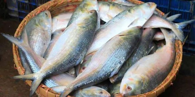 Ilish
