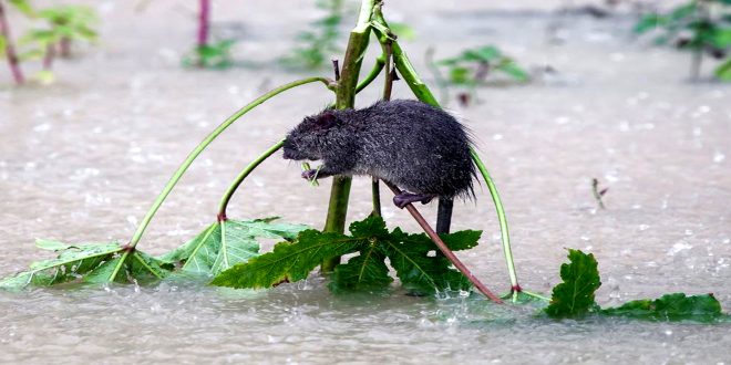 Mouse