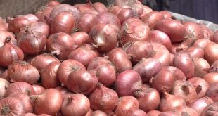 Onion