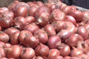 Onion