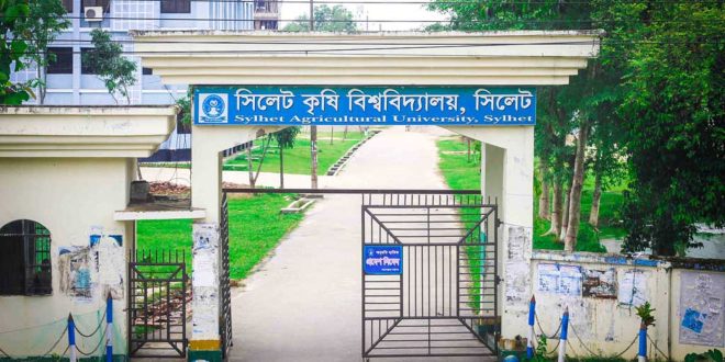 sau-gate