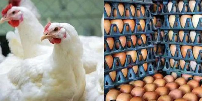Egg