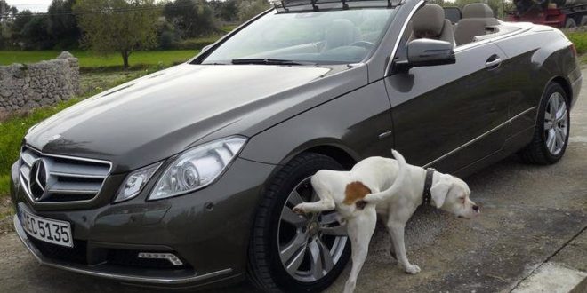 Dog