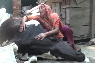 Cow