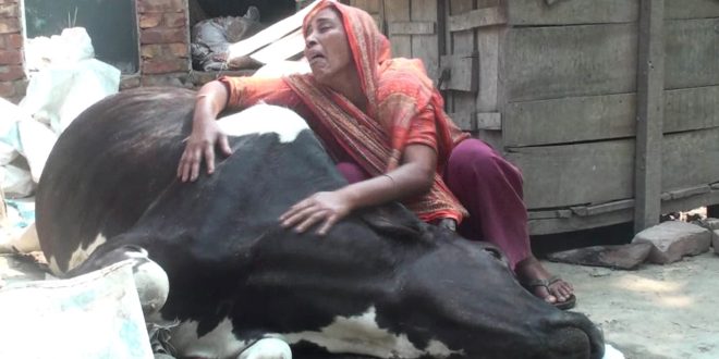 Cow