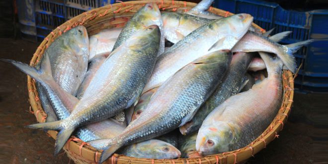 Ilish