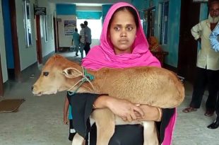 Cow