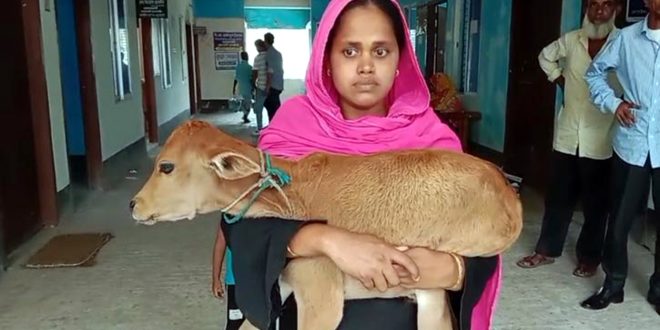 Cow