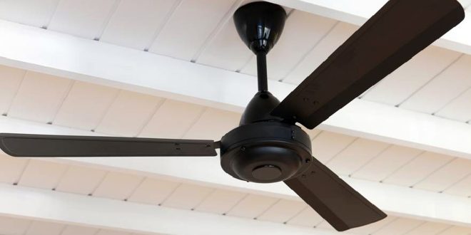 Fan
